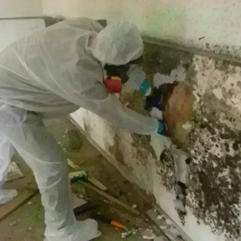 Mold Remediation and Removal in North Windham, ME